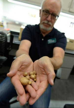 На фото соавтор исследования Брюс Павлик держит в руках недавно выращенные клубни "дикого картофеля". Фото: Francisco Kjolseth / The Salt Lake Tribune