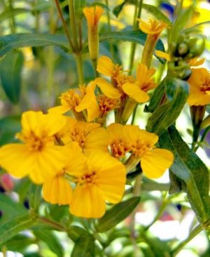 Бархатцы (Tagetes lucida)