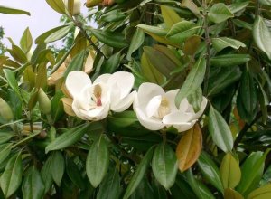 «Цветок-сердце», Magnolia Grandiflora