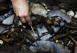 Золото ацтеков и принесённый в жертву волк – находки в Мехико. Фото: REUTERS/Henry Romero