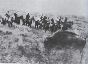 Охота на бизонов у Форта Хейс. Кастер прямо над головой бизона