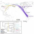 Новые генетические данные подтверждают версию о единой волне миграции палеоиндейцев