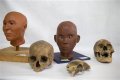 Черепа испанца (слева), ребенка (в центре) и негра (справа). Также представлена реконструкция по черепу образов испанца и негра. Фото: Ребекка Блэквелл / AP / 08.10.2015.