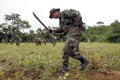 Боливийские силовики несут потери, уничтожая посевы коки. Архивное фото - Juan Karita / Associated Press