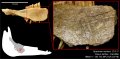 Кости из пещеры Блуфиш указали на присутствие человека в Северной Америке уже в последнем Ледниковом периоде