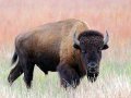 Бизон - род быков, парнокопытных млекопитающих семейства полорогих (Bovidae). Состоит из двух современных видов — европейского зубра (Bison bonasus) и американского бизона (Bison bison)