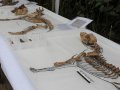 С человеческими останками в Лиме (Перу) найдены более сотни собачьих скелетов возрастом около 1000 лет. Фото - El Comercio / elcomercio.pe