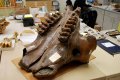 Один из исследованных черепов мастодонтов (UAMES 7663) из Ливенгуда, Аляска. Фото - авторов исследования