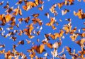 Численность представителей месоамериканских мифов, бабочек данаида-монарх, сокращается