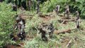 Боливийцы нападают на уничтожающих нелегальные посевы коки полицейских и военных