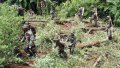 Боливийцы нападают на уничтожающих нелегальные посевы коки полицейских и военных