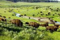 Парк Йеллоустон посоветуется с индейцами об увеличении в этом году квоты на отстрел бизонов. Фото: JREden/iStock/Thinkstock