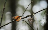 Бабочки монархи в Пьедра-Эрраде. Фото - О.Мясоедов, Е.Корыхалова