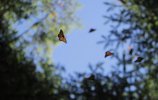 Бабочки монархи в Пьедра-Эрраде. Фото - О.Мясоедов, Е.Корыхалова